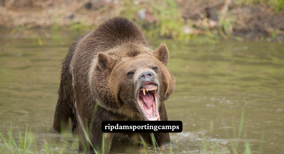 What Should You Do if You Run into a Bear While Hiking in WA